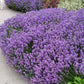 Live Lavender Plant Sensational 4 Inch Pot Aromatic Herb Garden