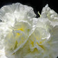 50 Dwarf Double HOLLYHOCK MAJORETTE MIX Alcea Rosea Red Pink White Maroon Yellow Mixed Color Flower Seeds