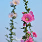 Pink Hollyhock – 25 Seeds