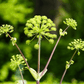 Holy Ghost Angelica – 50 Seeds