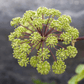 Holy Ghost Angelica – 50 Seeds