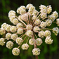 Holy Ghost Angelica – 50 Seeds
