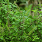 Holy Tulsi Basil – 250 Seeds