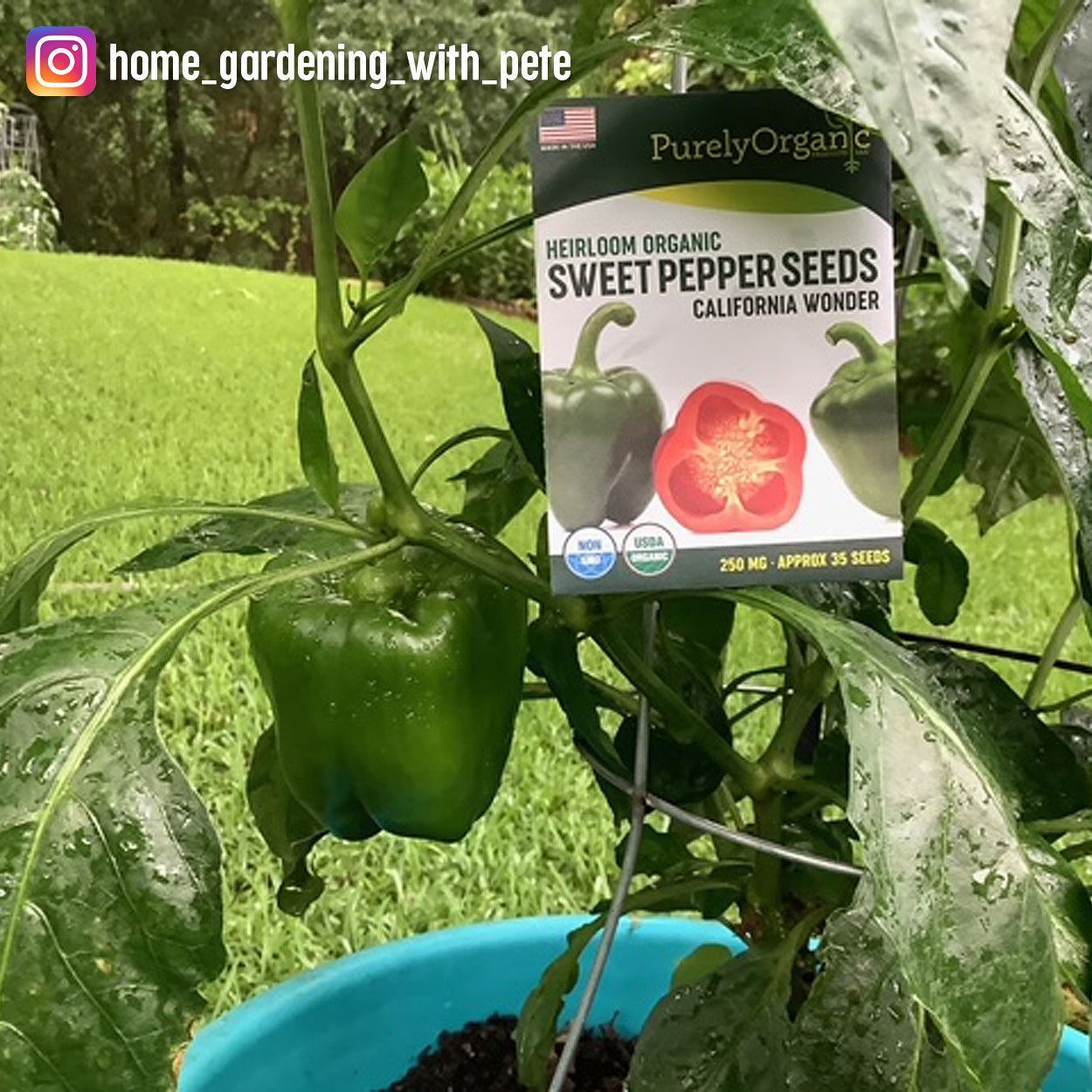 Purely Organic California Wonder Sweet Pepper Seeds - USDA Organic