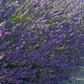 Premium French Provence Lavender Plant Fresh Dried Flowers Bundle