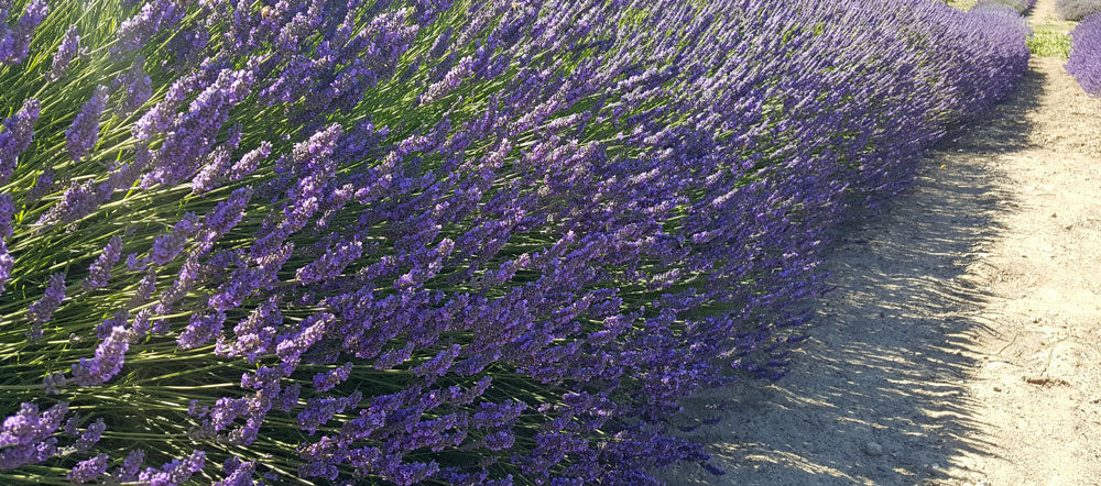 Premium French Provence Lavender Plant Fresh Dried Flowers Bundle