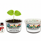 Honeydew Melon Grow Kit | Grow Honeydew Melon from Seed | Seeds In A Cup®