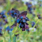 Blue Shrimp Honeywort – 10 Seeds