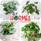 Hormex Rooting Duo: Vitamin B1 Rooting Hormone Concentrate & Rooting Powder #8 for Moderately Difficult to Root Plants