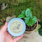 "Houseplant Buff" Houseplant Seed Collection