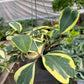 Hoya 'Sweetheart Variegated'