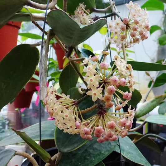 The Hoya Macrophylla 'Variegata' is a stunning plant, loved for its large, glossy leaves with creamy-yellow variegation and soft pink accents. In the right conditions, this slow-growing climber or trailing beauty rewards with fragrant, star-shaped white flowers tinged with pink, making it a treasure for Hoya lovers.