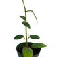 Hoya Coronaria potted. The glossy, heart-shaped leaves provide year-round beauty even when not flowering.
