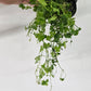 Hydrocotyle Tripartita Japan Potted