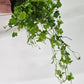 Hydrocotyle Tripartita Japan Potted