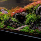 Hydrocotyle Tripartita Japan