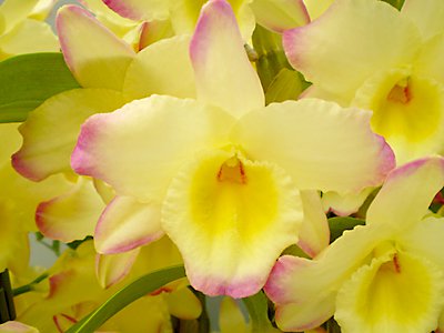 Dendrobium Fairy Moon 'Sweetie' NBS in a 4 inch pot. The flowers are yellow with a pink picotee and deep yellow throat.