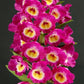 Fragrant Dendrobium Nobile Tdares Angel Emperor Orchid: Easy-Care Live Potted Plant
