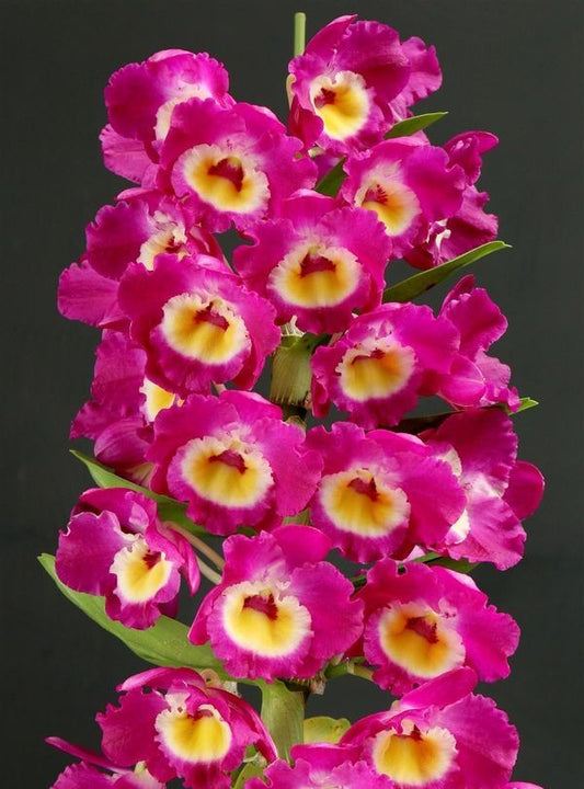 Fragrant Dendrobium Nobile Tdares Angel Emperor Orchid: Easy-Care Live Potted Plant