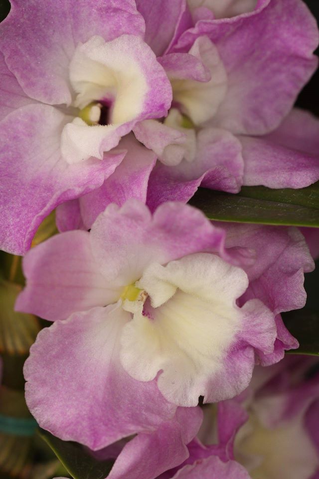Dendrobium Nobile Violet Fizz "Luna" en maceta de 4 pulgadas. Fácil de cultivar, ideal para montar y fragante.