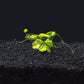 Hydrocotyle Tripartita Japan