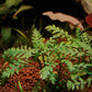 Hygrophila Pinnatifida