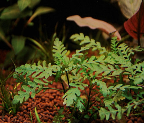 Hygrophila Pinnatifida