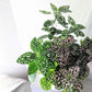 Hypoestes 'Polka Dot Plant' Seeds