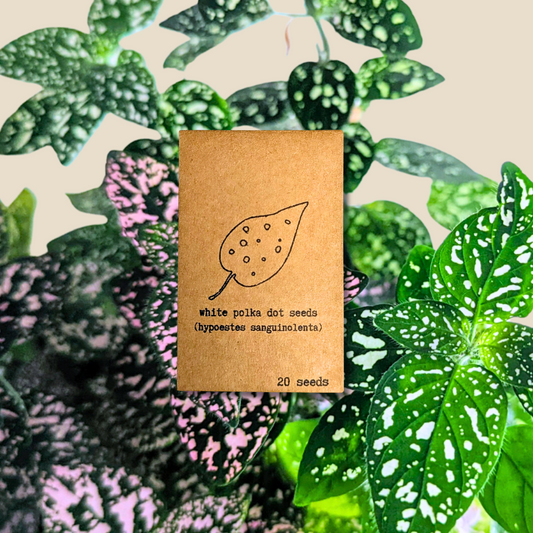 Hypoestes 'Polka Dot Plant' Seeds