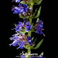 Blue Hyssop – 200 Seeds