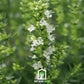 White Hyssop – 50 Seeds
