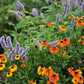500 PURPLE ANISE HYSSOP (Licorice Mint / Blue Giant) Agastache Foeniculum Herb Flower Seeds