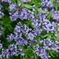 20 BLUE Surprise WOODRUFF ASPERULA Orientalis Azura Fragrant Herb Flower Seeds