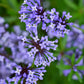 20 BLUE Surprise WOODRUFF ASPERULA Orientalis Azura Fragrant Herb Flower Seeds