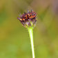 50 RAYLESS SUNFLOWER Helianthus Radula aka Pineland or Stiff Sunflower US Native Yellow Purple Brown Flower Seeds