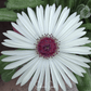 Gelato White Ice Plant – 200 Seeds