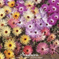 Ice Plant Mix – 200 Seeds