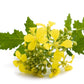 1000 YELLOW MUSTARD Brassica Juncea Vegetable Herb Seeds
