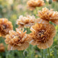 100 Flemish Antique PEONY POPPY MIXED Colors  Papaver Peoniflorum Flower Seeds