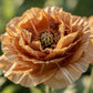 100 Flemish Antique PEONY POPPY MIXED Colors  Papaver Peoniflorum Flower Seeds