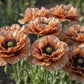 100 Flemish Antique PEONY POPPY MIXED Colors  Papaver Peoniflorum Flower Seeds