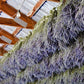 Dried Lavender Bundle – Lavender Gift for Her, Hand Wrapped California Lavender Bouquet
