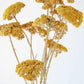 Dried Yellow Yarrow, Dried Yarrow, Dried decor, Dried Flowers, Pressed Flowers, yellow flowers, dried wedding fall flowers