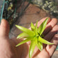 Tillandsia Brachycaulos