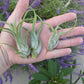 Tillandsia Caput Medusae