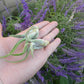 Tillandsia Caput Medusae