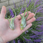 Tillandsia Caput Medusae