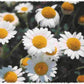 500 ROMAN CHAMOMILE Chamaemelum Nobile Herb Flower Seeds