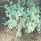 500 ROMAN CHAMOMILE Chamaemelum Nobile Herb Flower Seeds