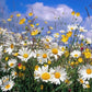 500 ROMAN CHAMOMILE Chamaemelum Nobile Herb Flower Seeds